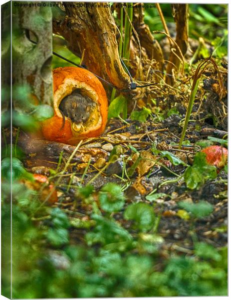 Wood Mouse In a Pumpkin  Canvas Print by Gilbert Hurree