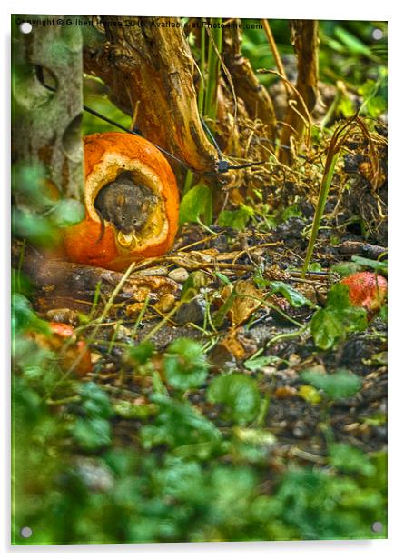 Wood Mouse In a Pumpkin  Acrylic by Gilbert Hurree