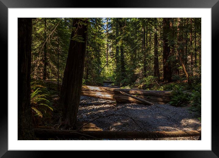 Humboldt State Park Framed Mounted Print by Thomas Schaeffer