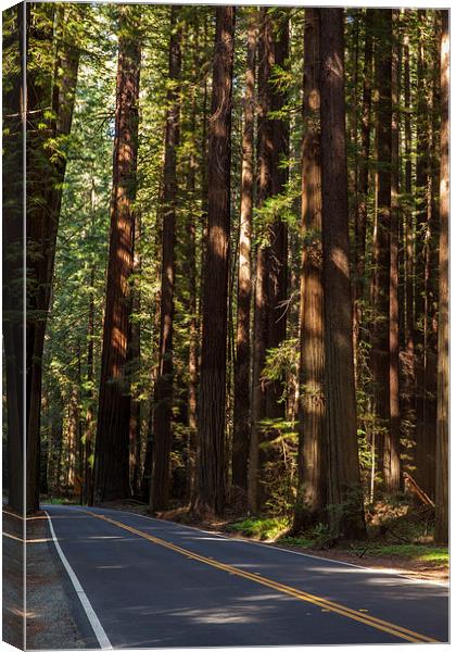 Humboldt State Park Canvas Print by Thomas Schaeffer