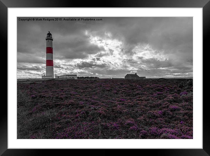 Tarbat Ness Lighthouse Amongst the Heather  Framed Mounted Print by Mark Rodgers