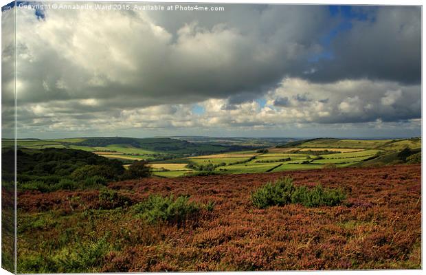 Heather on the Hills. Canvas Print by Annabelle Ward