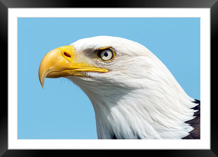  bald eagle Framed Mounted Print by Kelvin Rumsby