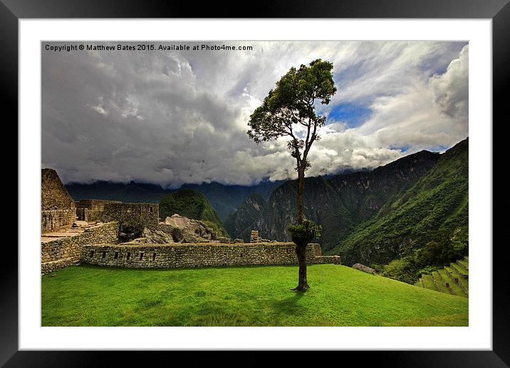 Machu Picchu tree Framed Mounted Print by Matthew Bates