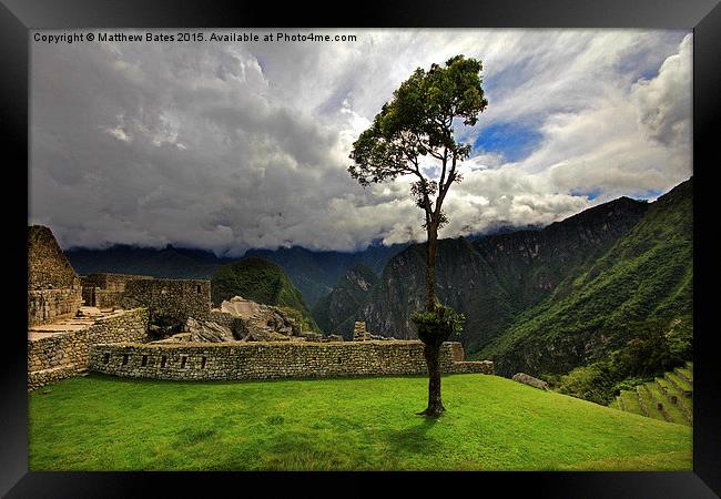 Machu Picchu tree Framed Print by Matthew Bates