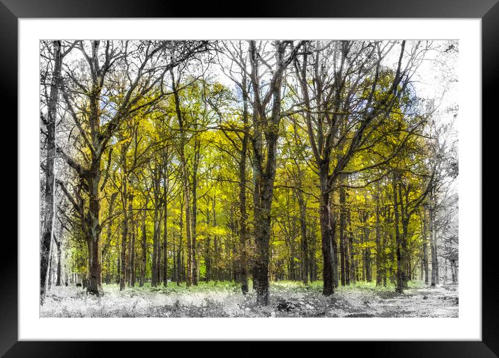 Peace In The Forest Art Framed Mounted Print by David Pyatt