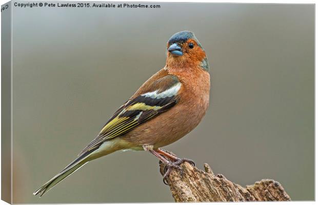  Chaffinch (Fringilla coelebs) Canvas Print by Pete Lawless