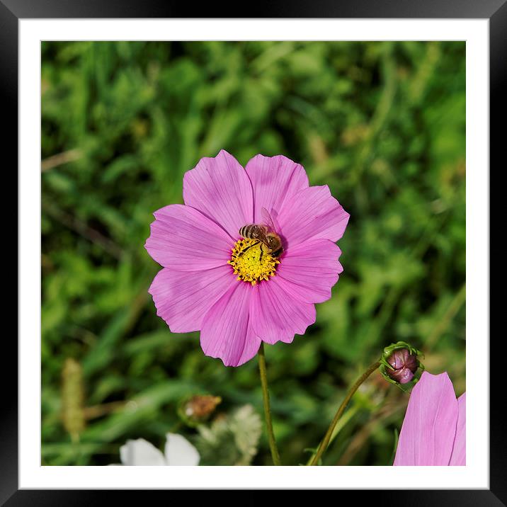 Bee at work on a pink flower Framed Mounted Print by Adrian Bud