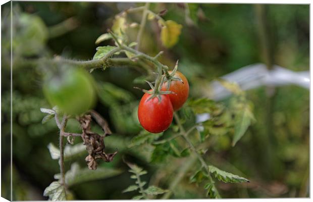 Growing tomatoes Canvas Print by Adrian Bud