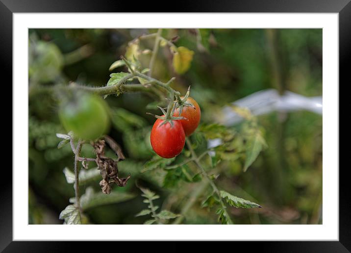Growing tomatoes Framed Mounted Print by Adrian Bud