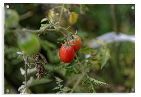 Growing tomatoes Acrylic by Adrian Bud