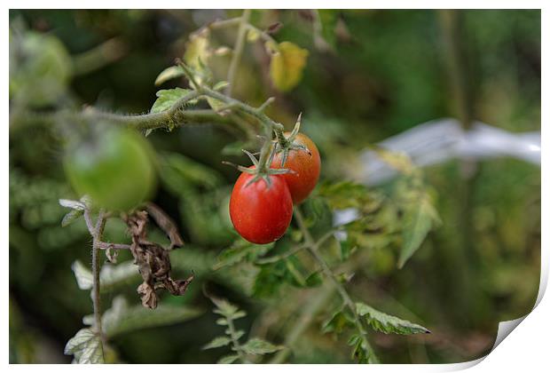 Growing tomatoes Print by Adrian Bud