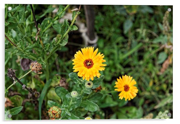 Marigold flowers in garden Acrylic by Adrian Bud