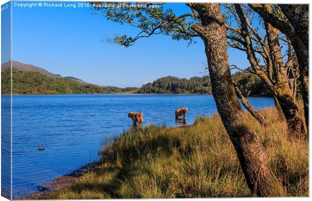Highland cows standing in Loch Achray Canvas Print by Richard Long