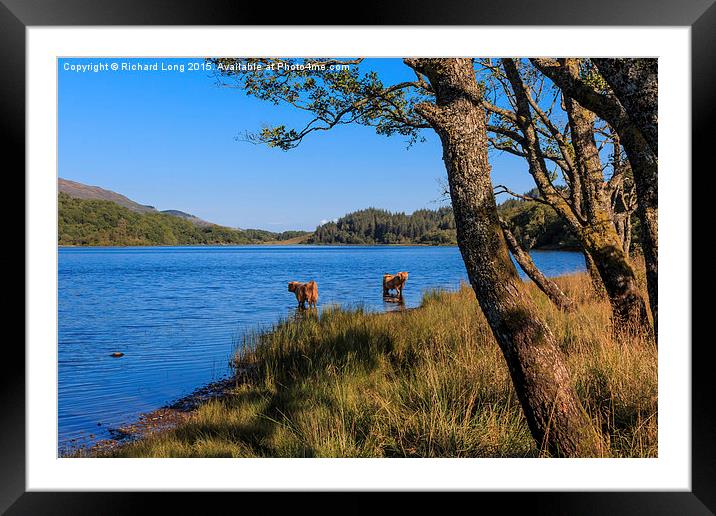 Highland cows standing in Loch Achray Framed Mounted Print by Richard Long