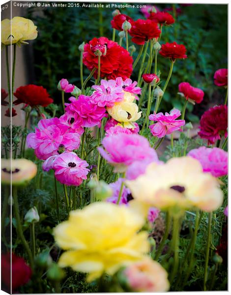  Colourful Flowers Canvas Print by Jan Venter