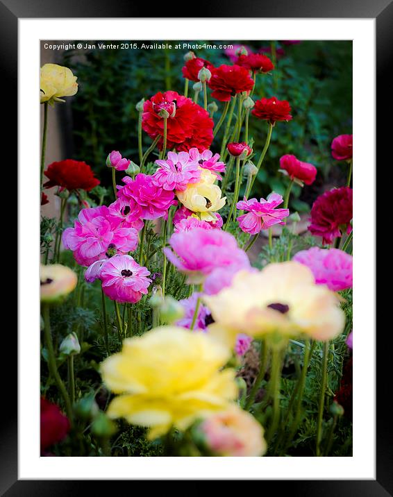  Colourful Flowers Framed Mounted Print by Jan Venter