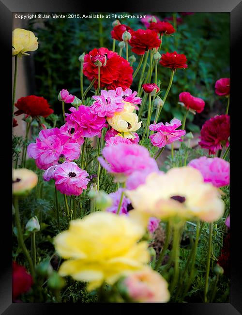 Colourful Flowers Framed Print by Jan Venter