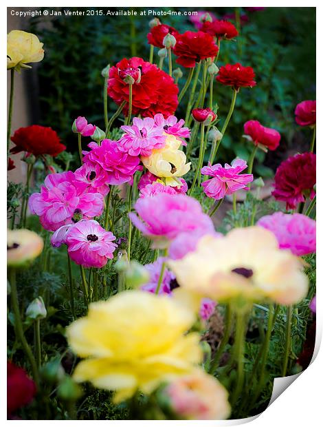  Colourful Flowers Print by Jan Venter