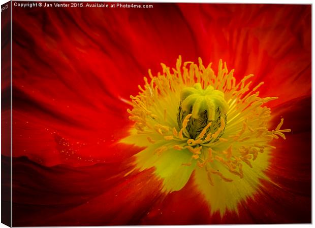  Red coat  Canvas Print by Jan Venter