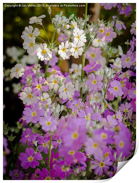  Soft Blossoms Print by Jan Venter