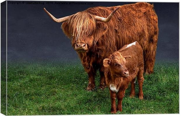 Highland Cattle And Calf Canvas Print by rawshutterbug 