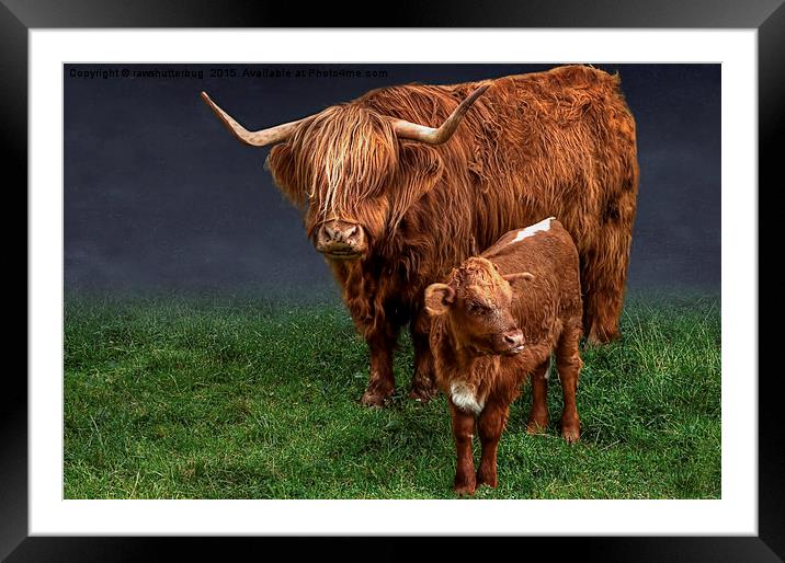 Highland Cattle And Calf Framed Mounted Print by rawshutterbug 