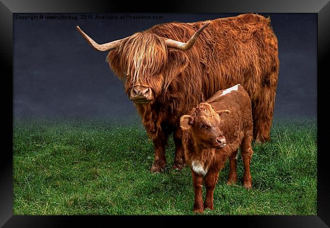 Highland Cattle And Calf Framed Print by rawshutterbug 