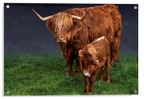 Highland Cattle And Calf Acrylic by rawshutterbug 