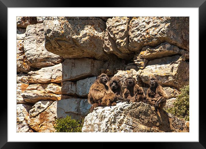  Baboon family group Framed Mounted Print by Max Stevens