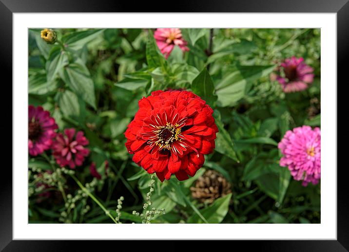 Red in the middle Framed Mounted Print by Adrian Bud