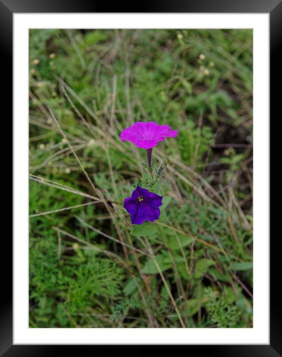 From Pink To Blue Framed Mounted Print by Adrian Bud