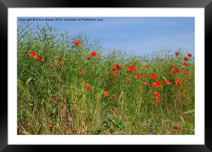  Summer Poppies Framed Mounted Print by Diana Mower