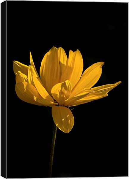  Yellow Coreopsis Flower Canvas Print by Jacqi Elmslie