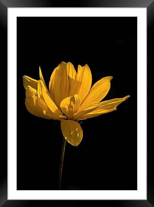  Yellow Coreopsis Flower Framed Mounted Print by Jacqi Elmslie