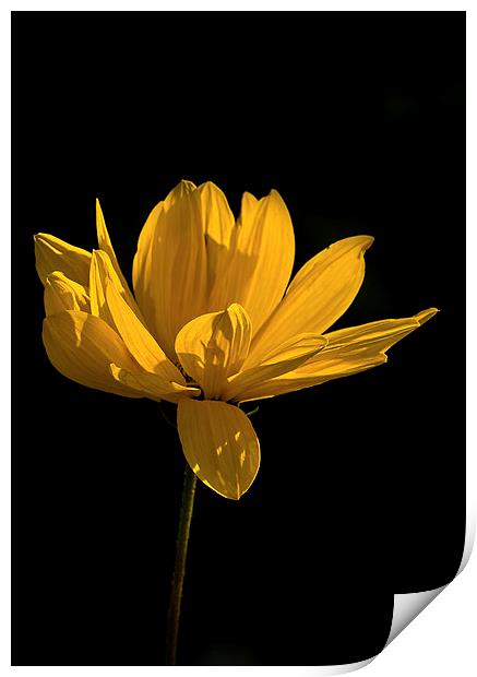 Yellow Coreopsis Flower Print by Jacqi Elmslie