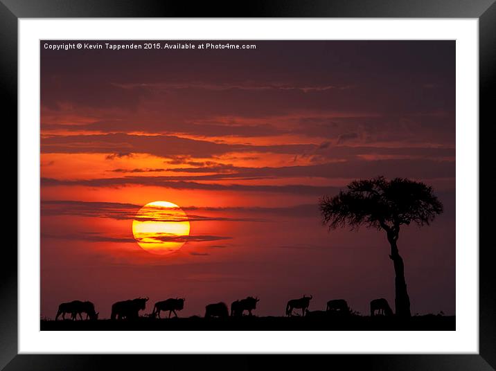  Masai Mara Sunset Framed Mounted Print by Kevin Tappenden