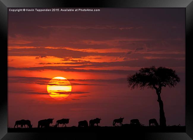  Masai Mara Sunset Framed Print by Kevin Tappenden
