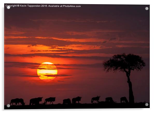  Masai Mara Sunset Acrylic by Kevin Tappenden