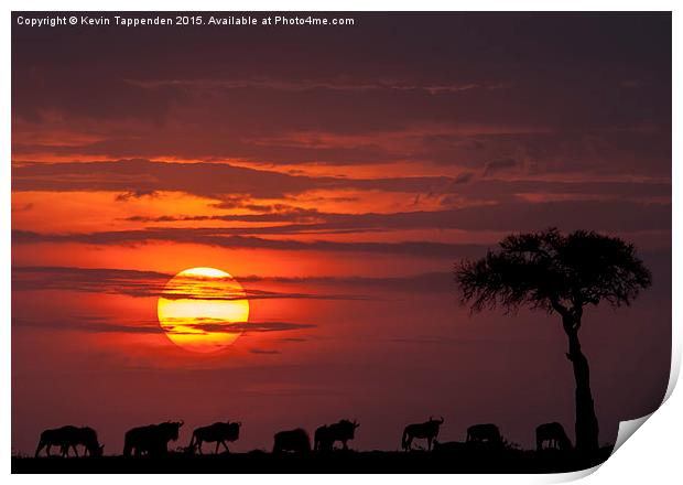 Masai Mara Sunset Print by Kevin Tappenden