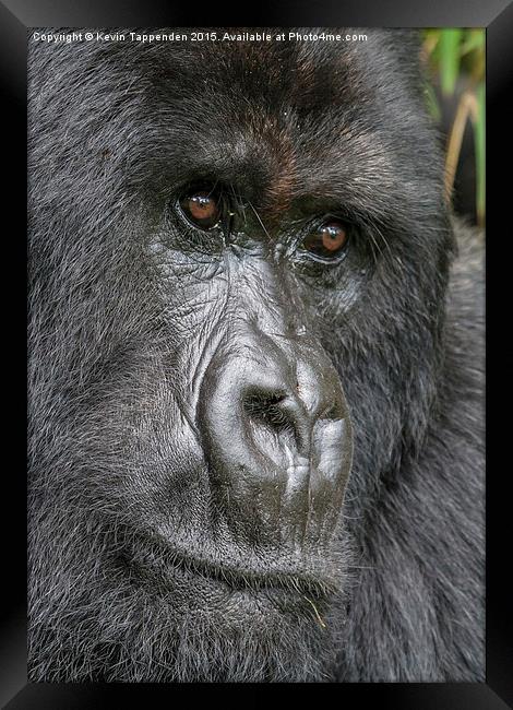  Mountain Gorilla Portrait Framed Print by Kevin Tappenden