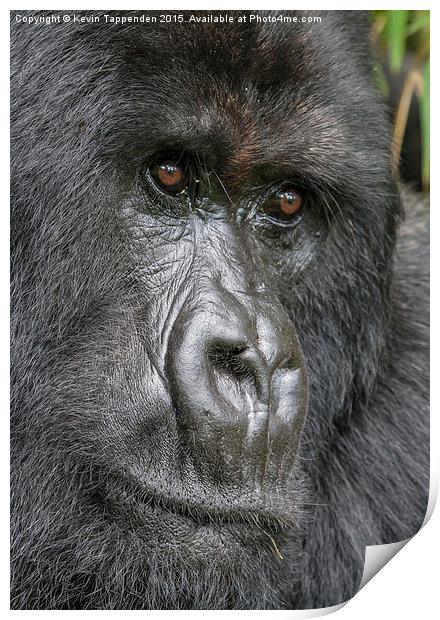  Mountain Gorilla Portrait Print by Kevin Tappenden