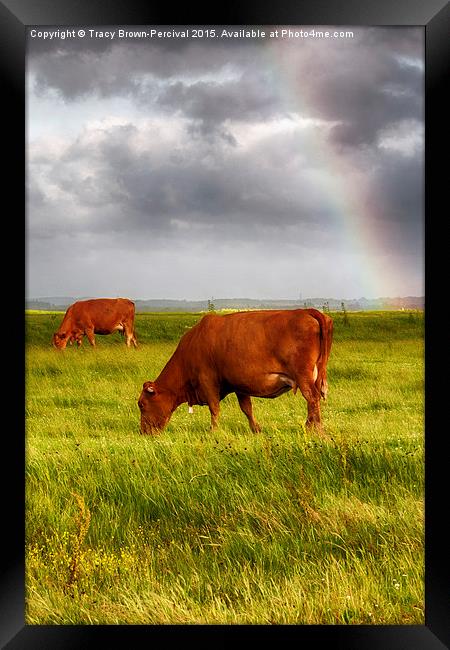  Rainbow at Elmley Framed Print by Tracy Brown-Percival