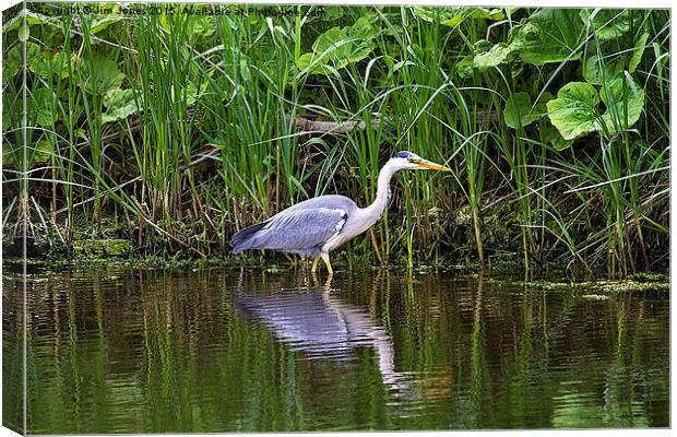 Reflected in all its glory Canvas Print by Jim Jones