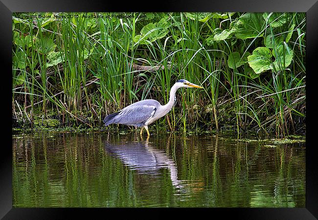 Reflected in all its glory Framed Print by Jim Jones