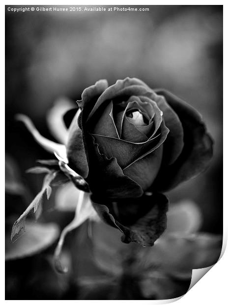 The Noir Remembrance Bloom Print by Gilbert Hurree