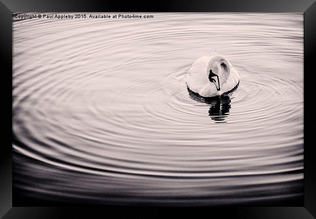  Bolam Swan Framed Print by Paul Appleby