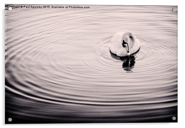  Bolam Swan Acrylic by Paul Appleby
