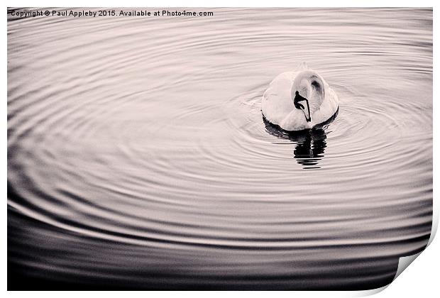  Bolam Swan Print by Paul Appleby