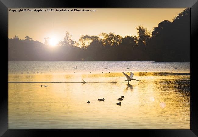  Swan Flight on Bolam Lake Framed Print by Paul Appleby